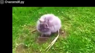 Кролик напал на человека - смотреть видео (0:44)