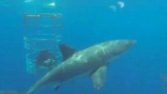 Схватки и противостояния животных - смотреть видео (13:12)