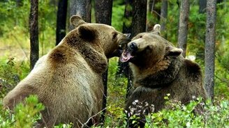 Красивые фото русских медведей - смотреть видео (4:09)