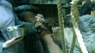 Как ленивец ест из рук - смотреть видео (2:49)