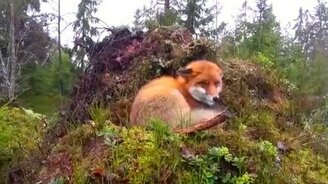 Если пёс встречает дикую лису... - смотреть видео (2:01)