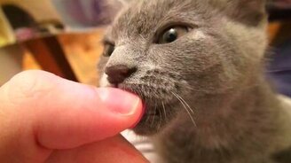 Котёнок сосёт палец - смотреть видео (0:51)