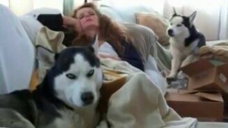 Самые смешные видео с хаски - смотреть видео (6:57)