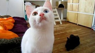 Кот, зубами щёлк! - смотреть видео (2:24)