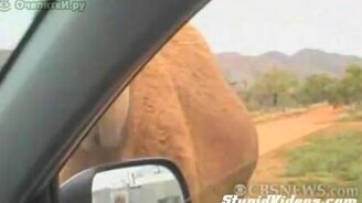 Верблюд ест зеркало - смотреть видео (0:37)