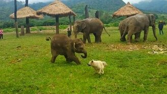 Слонёнок и собака - смотреть видео (0:54)