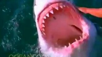 Акула, покажи зубки! - смотреть видео (0:21)