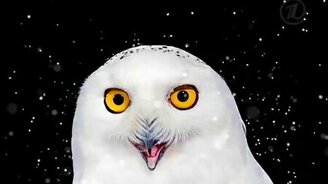 Смешная реклама Что? Где? Когда? - смотреть видео (0:30)