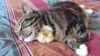 Мелодичная подборка с кошками - смотреть видео (5:26)