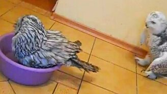 Купание домашней совы - смотреть видео (2:01)