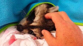 Уговаривает енота пойти на прогулку - смотреть видео (2:41)