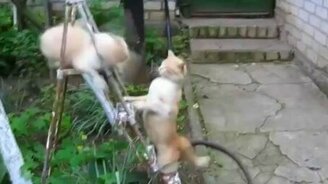 Кошачий хардкор - смотреть видео (0:43)