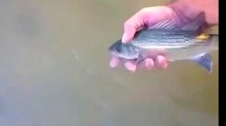 Рыбка не хочет уплывать - смотреть видео (0:49)