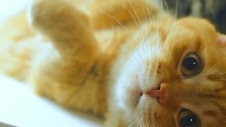 Рыжий мурлыка - смотреть видео (6:16)
