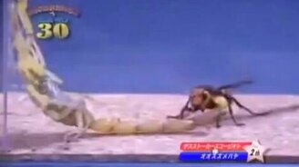 Скорпион против шершня - смотреть видео (2:23)