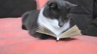 Кот читает - смотреть видео (0:36)