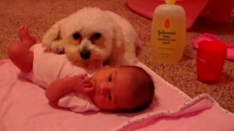 Пёс защищает малыша от пылесоса - смотреть видео (2:58)