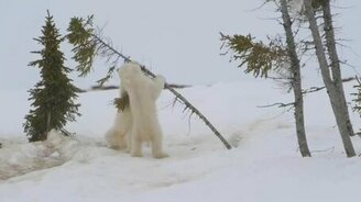 Полярные медвежата играются - смотреть видео (3:01)