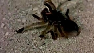 Тарантул против осы-наездницы - смотреть видео (2:09)