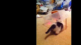 Лазер и ловушка для кота - смотреть видео (0:31)