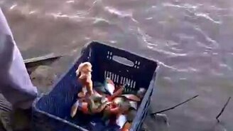 Быстрая ловля пираньи - смотреть видео (2:04)