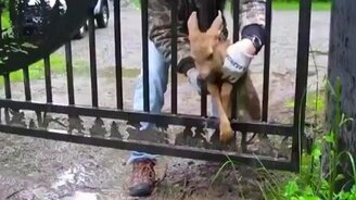 Спасли оленёнка - смотреть видео (0:27)