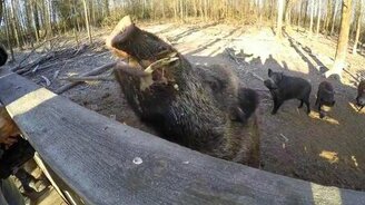 Ребята кормят кабанов - смотреть видео (13:38)