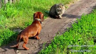 Отважный котяра против таксы - смотреть видео (0:56)