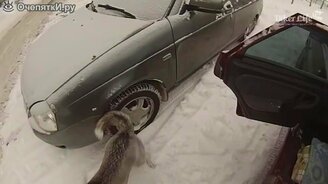 Как я выдрессировал хаски - смотреть видео (7:25)