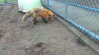 Лиса против таракана - смотреть видео (1:23)