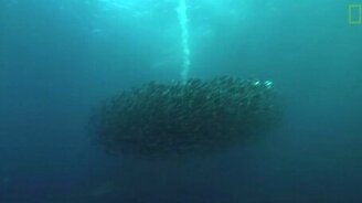 Атакуем стаю рыбёшек - смотреть видео (1:40)