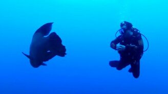 Рыба-наполеон - смотреть видео (0:51)