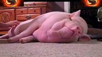 Забавные звери с музыкальной озвучкой - смотреть видео (1:38)