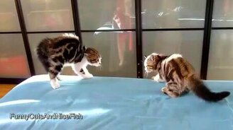 Курьёзы кошачьей жизни - смотреть видео (1:57)