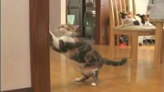 Странная реклама Интел - смотреть видео (1:01)