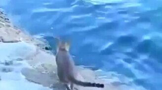 Удачливый кот-рыболов - смотреть видео (1:09)