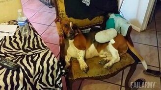 Провалы и неудачи зверушек - смотреть видео (5:02)