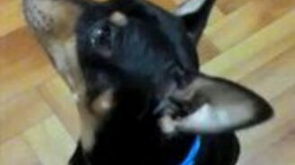 Довели собаку до белого каления - смотреть видео (0:14)