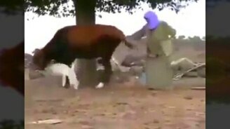 Тёлка отбивается от гуся - смотреть видео (0:32)