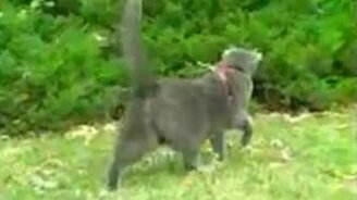 Кошка с четырьмя ушами - смотреть видео (2:25)