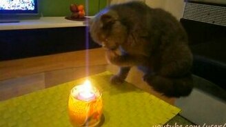 Кот поджигает свою лапу - смотреть видео (0:46)