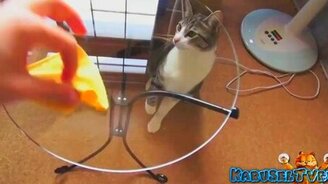 Коты против стеклянных столов - смотреть видео (2:41)