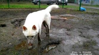 Белая собачка в грязной луже - смотреть видео (0:50)