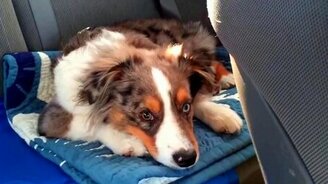 Щенок проснулся под любимую песню - смотреть видео (1:34)