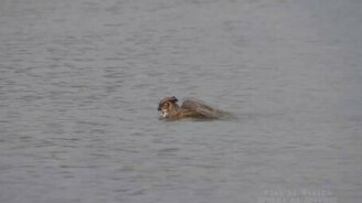 Оказывается, совы плавают! - смотреть видео (0:09)