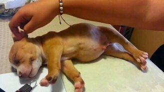 Мертвецки спящий щенок - смотреть видео (0:45)