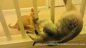 Жизнь домашнего муравьеда - смотреть видео (3:11)