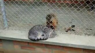 Обезьяна ухаживает за кошкой - смотреть видео (1:43)