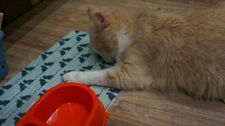 Кот, который обожает оливки - смотреть видео (2:30)