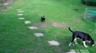 Селезень не даёт покоя собаке - смотреть видео (2:47)